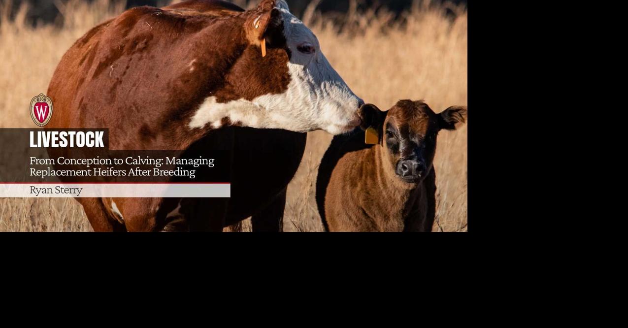 Livestock online photo