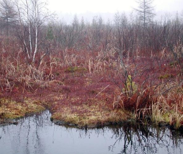 Cranberries central Wisconsin