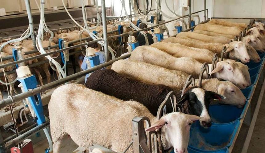 Former dairy-sheep flock at Spooner