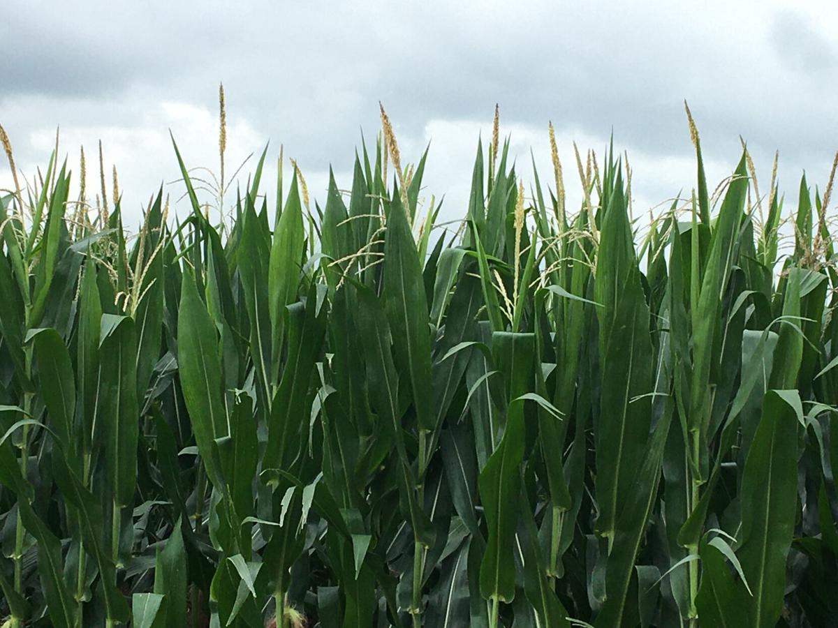 Corn in mid-July