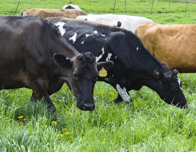 Heifers in new pasture