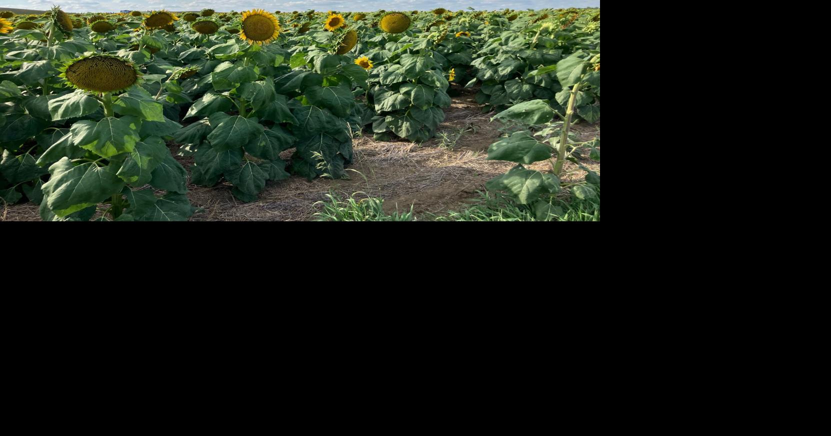 Sunflowers east of Dickinson