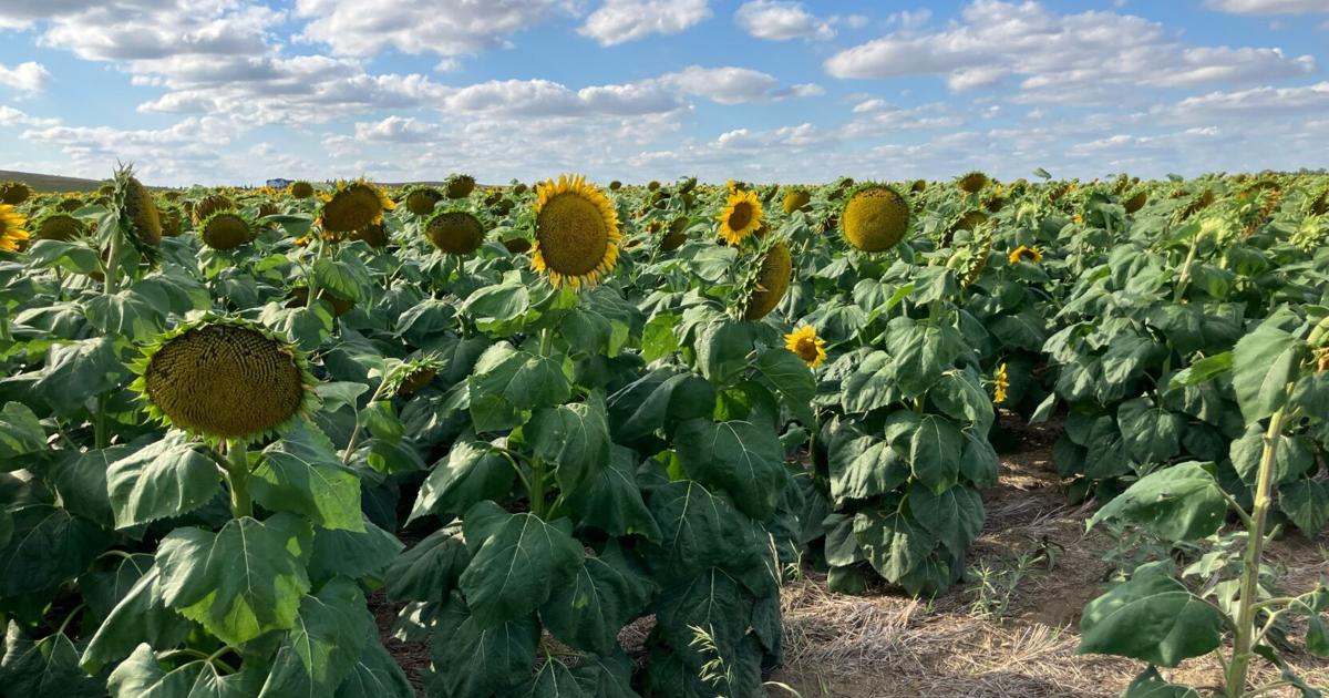 Sunflowers east of Dickinson