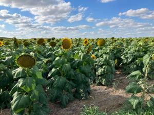 Potato harvest starts up while rains continue statewide