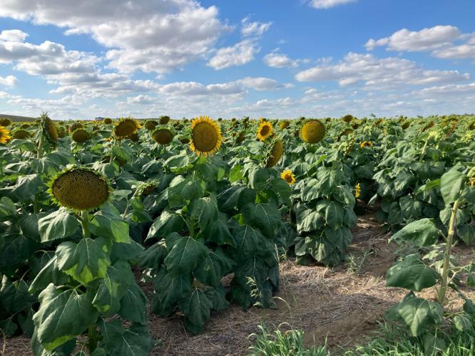 Sunflowers east of Dickinson