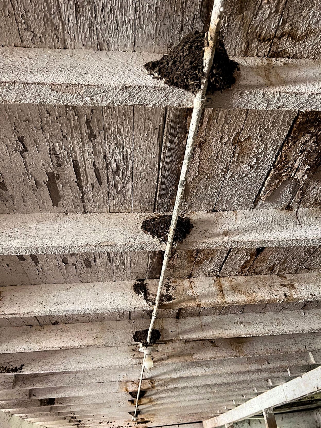 Nests