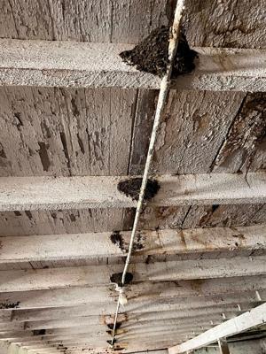 Nests