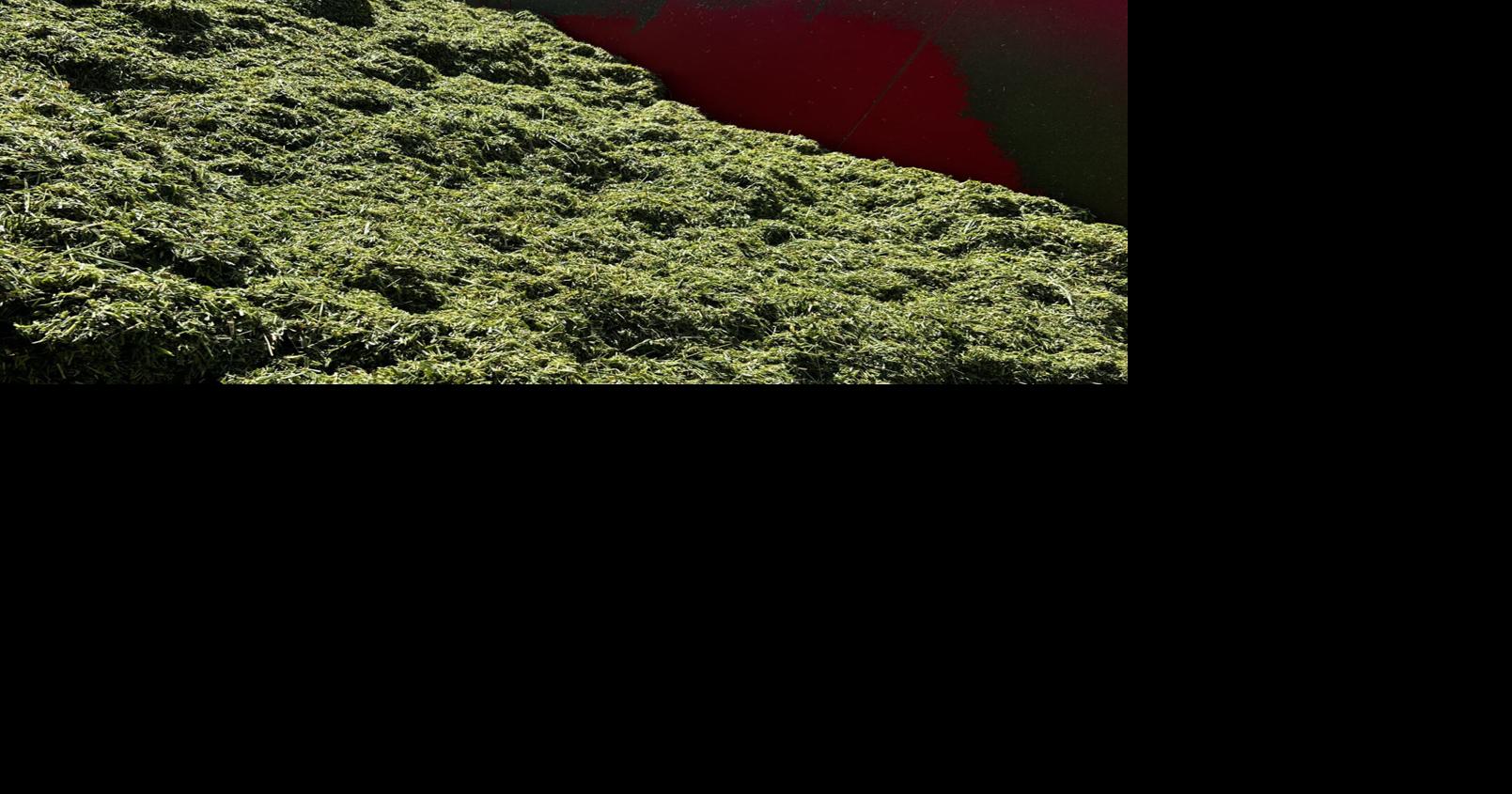 Properly pack bagged silage for best results