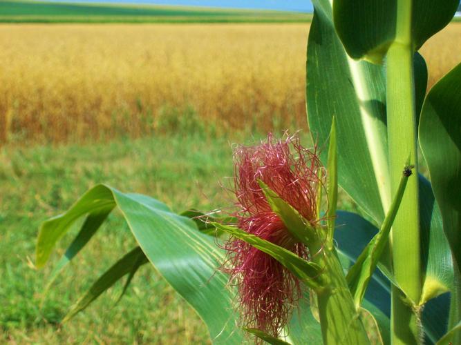 Corn tassel field