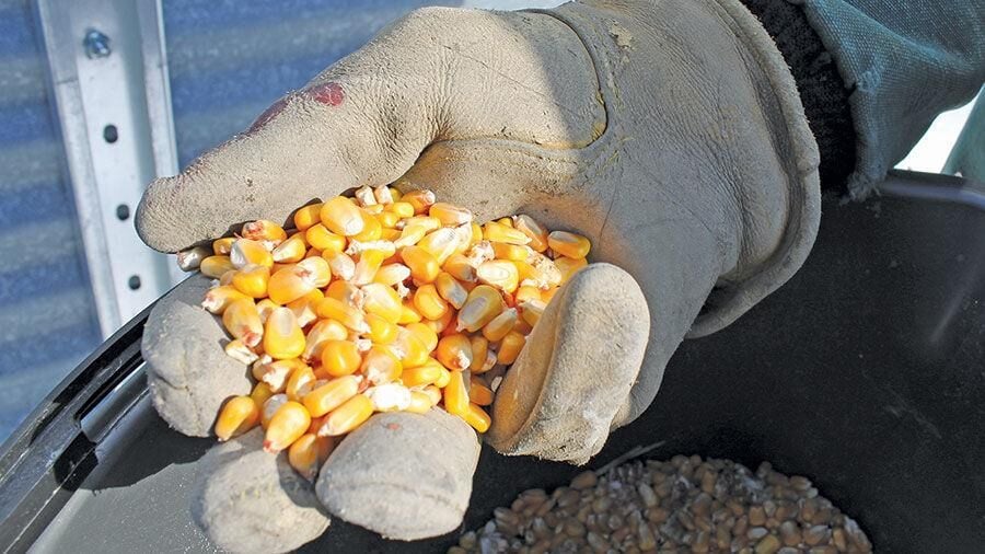 Corn harvest acres and bushels per acre up in 2023 - Talk Business &  Politics