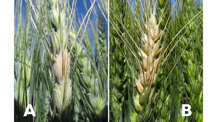 Fusarium head blight