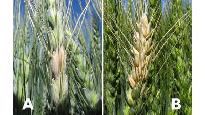 Fusarium head blight