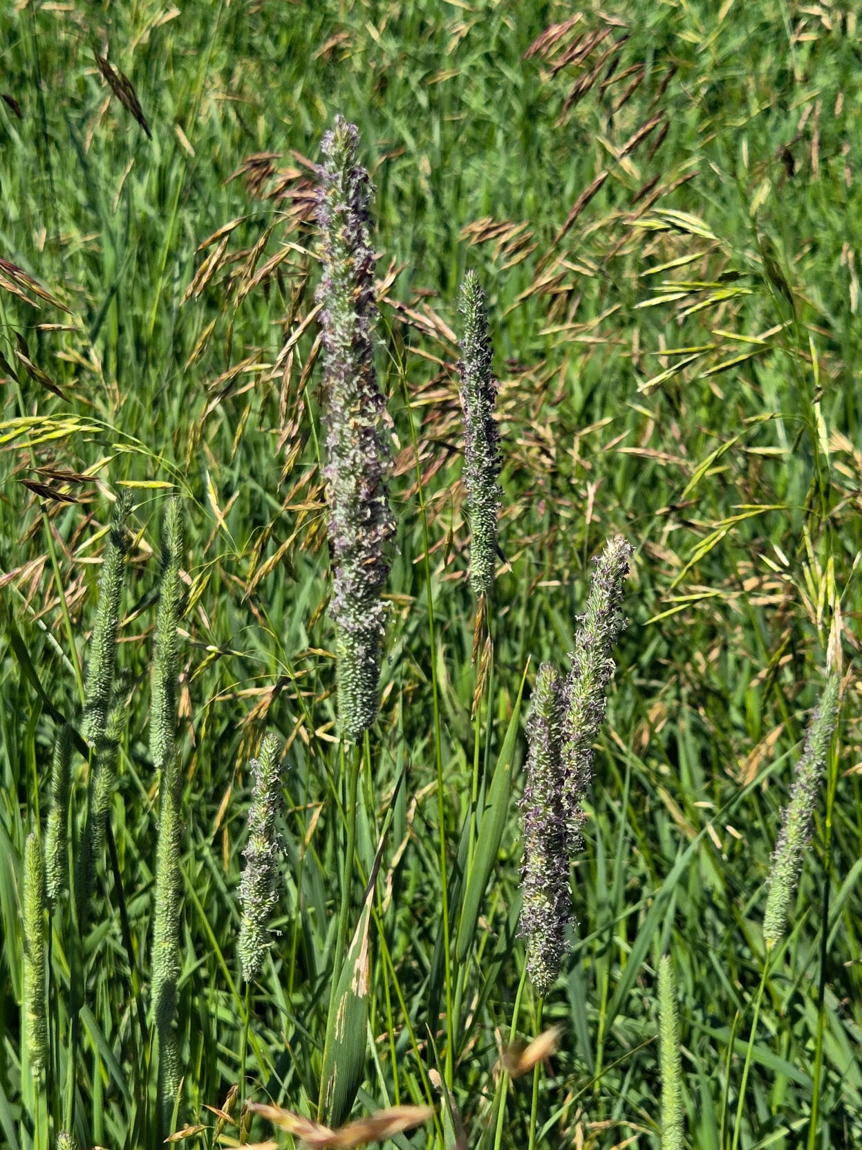 Timothy grass