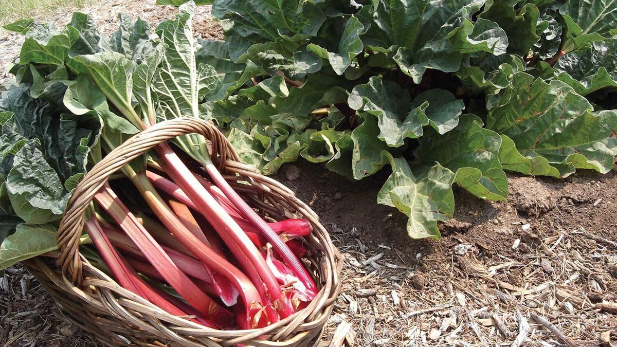 Rhubarb