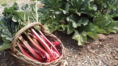 Rhubarb