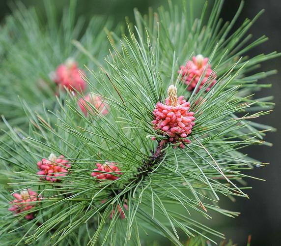 Pine pollen