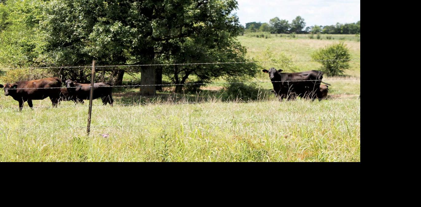 Cattle in field