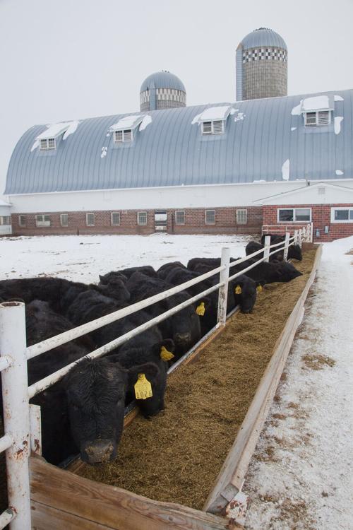Animal Science -- Beef