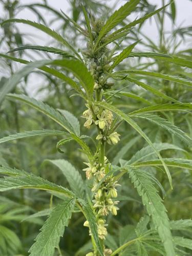 Pollinating Hemp.jpg