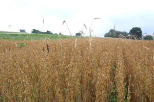 oats in field