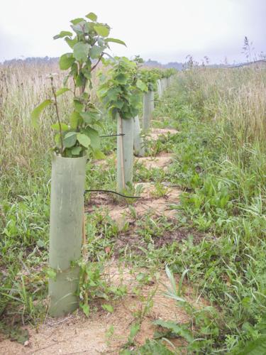 Hazelnut seedlings