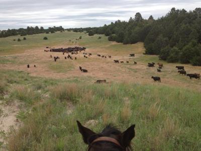 Sandhills Ranch Intern 2.jpg