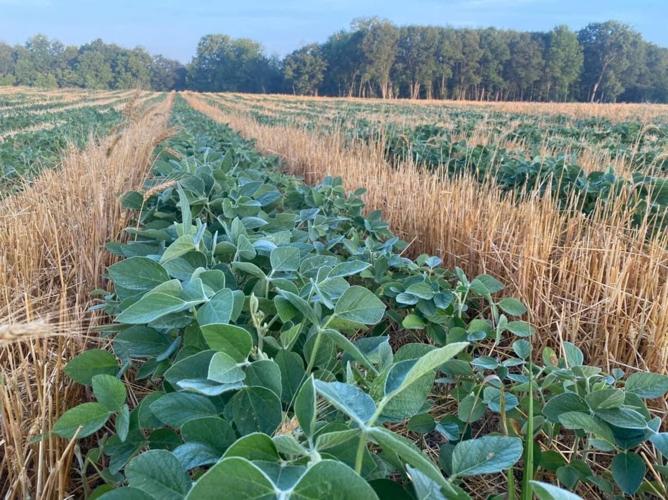 Graze Master Jason Mauck Intercropping soybeans and wheat.jpg