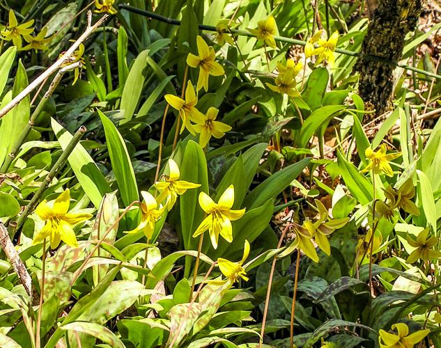 Trout lily