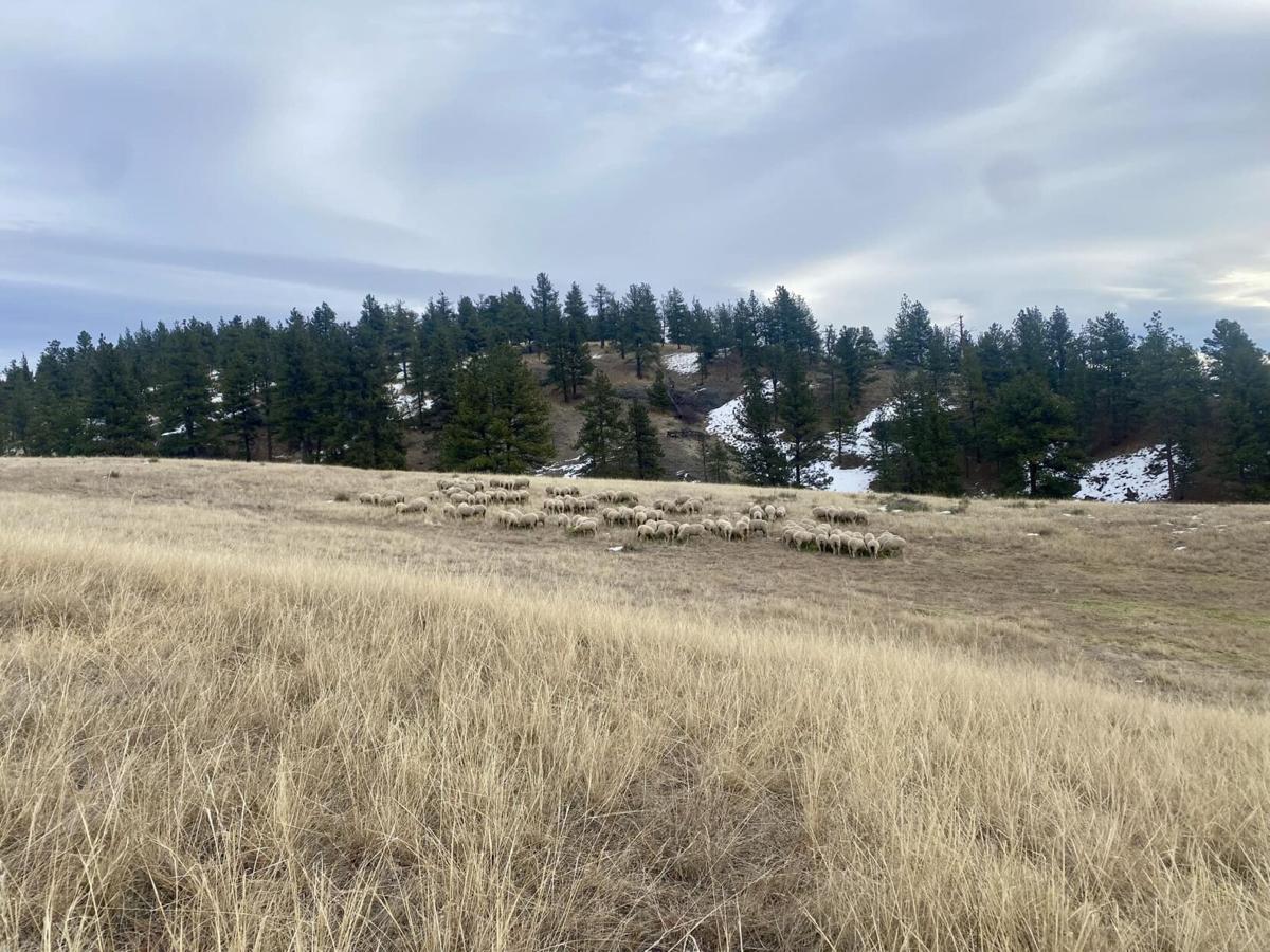 Blackmans prepare for lambing, planting season