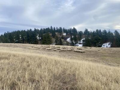 Blackmans prepare for lambing, planting season
