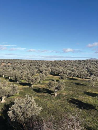 FFA International (4) worked.jpg