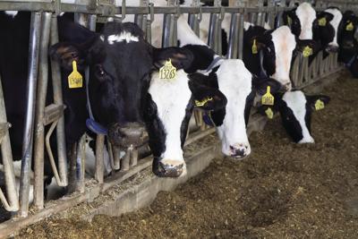 Good people make it happen at Baltic dairy