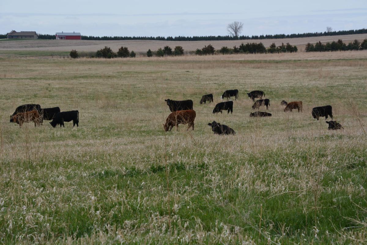 cattle on pasture