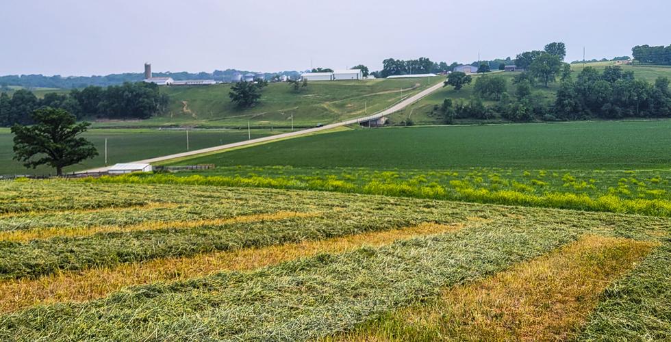 Hay field