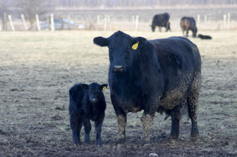 Give newborn calves immediate immunity during spring calving season