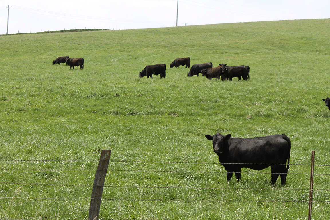 cattle in a pasture