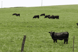 cattle in a pasture