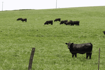 cattle in a pasture