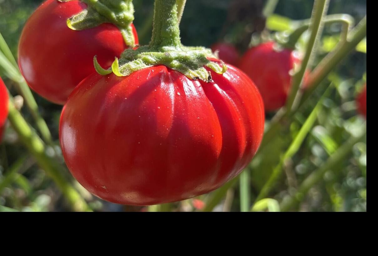 African eggplant