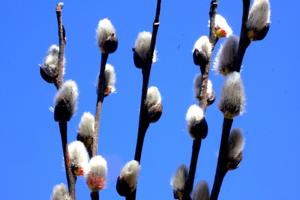 Catkins