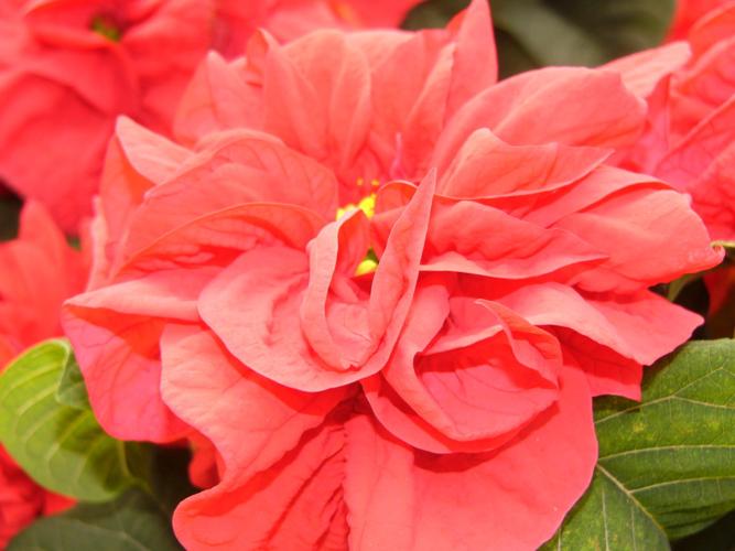 Rose-like poinsettia