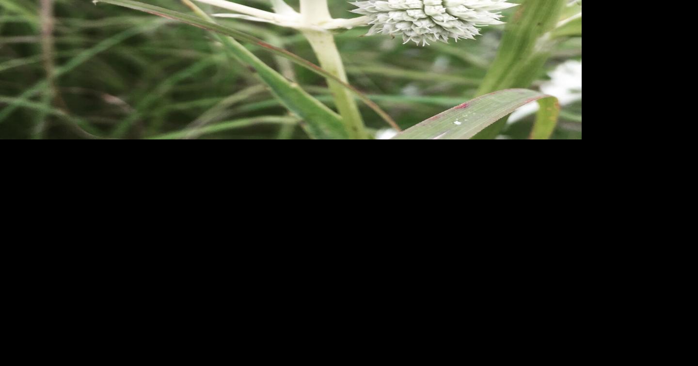 Brown belted bumble bees