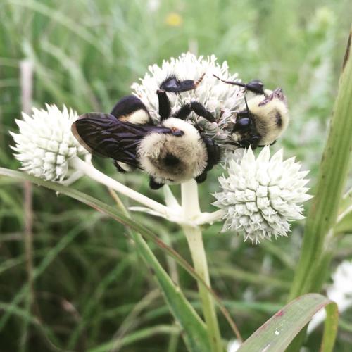 Brown belted bumble bees