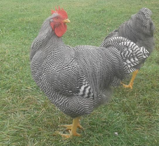 Chicken Breeds Plymouth Rock (1).jpg