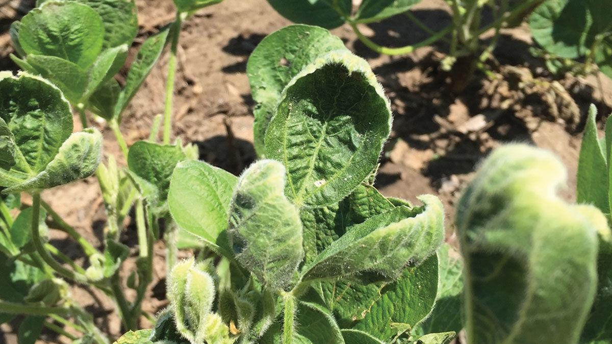 dicamba drift damage