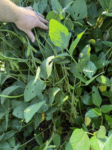 CW Holzwarth (5).jpg