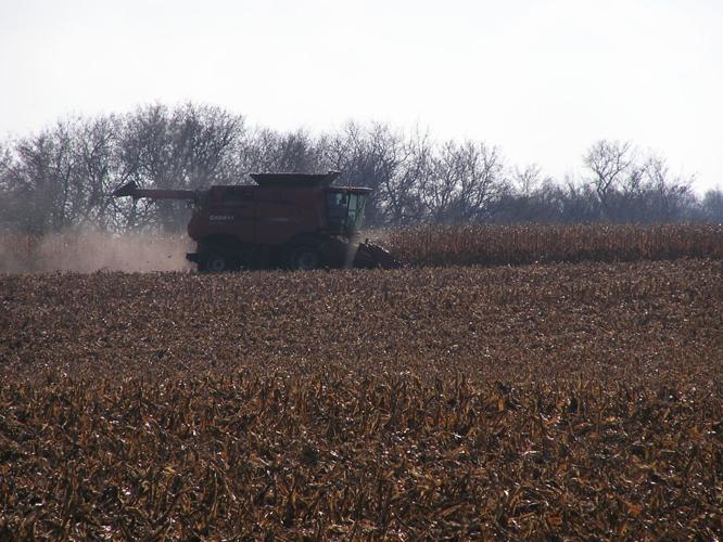 Corn harvest