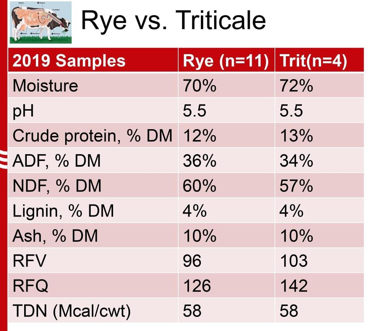 Rye vs Triticale