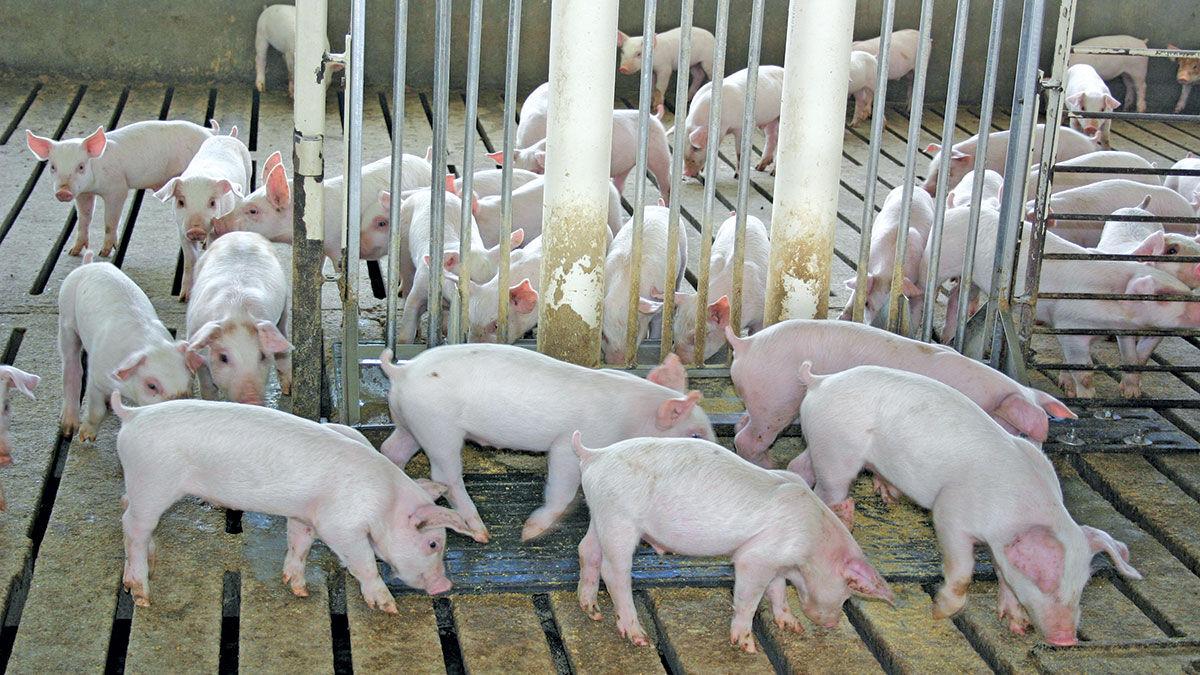 young pigs at feeder