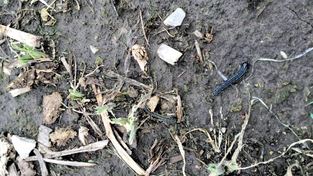 Fall armyworms and defoliation of a cover crop